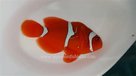 Buy Aquarium Live Fishes Online in India .